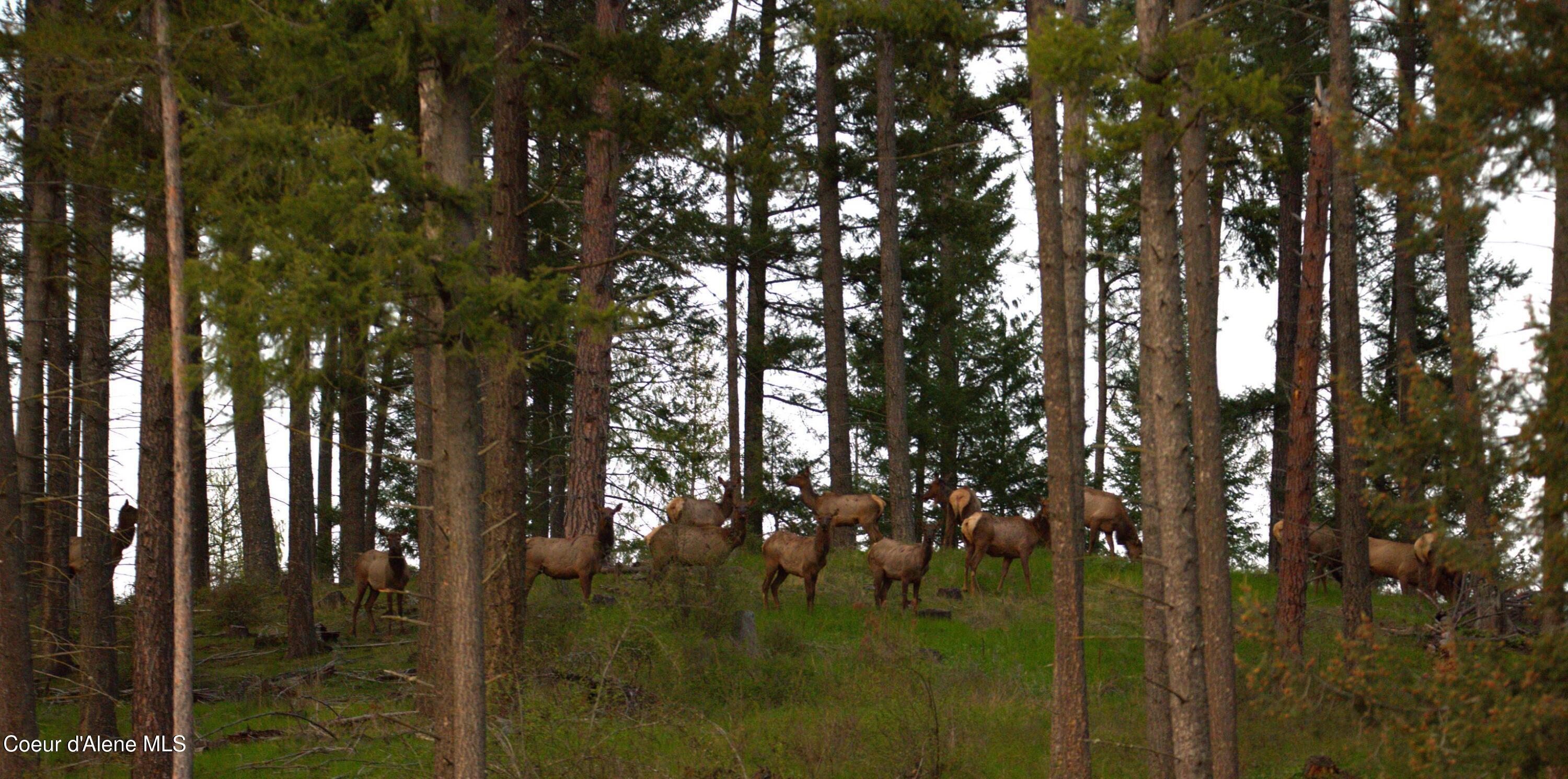Image 4: Elk Turner Hill