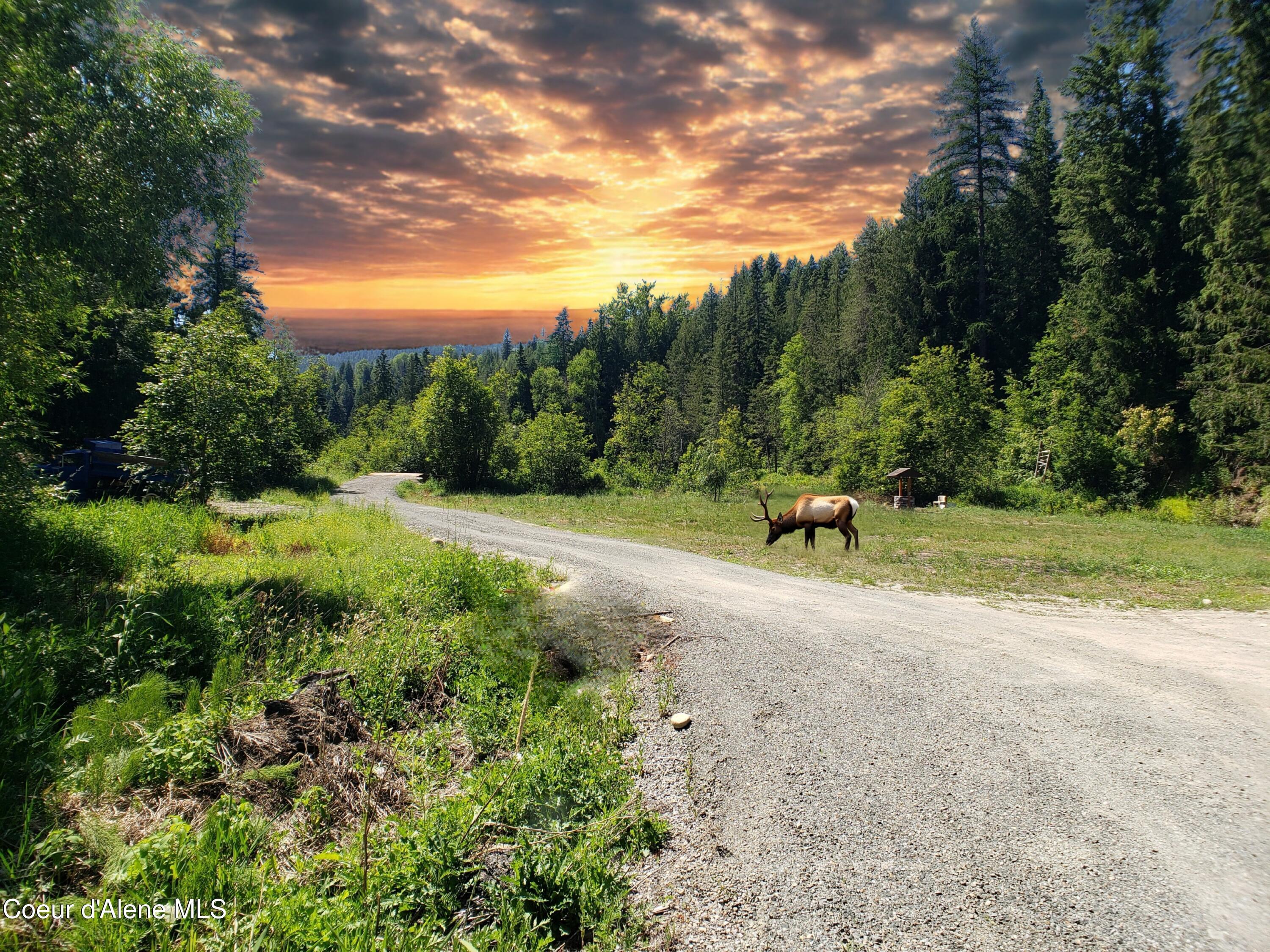 Image 3: AI Sky and Elk