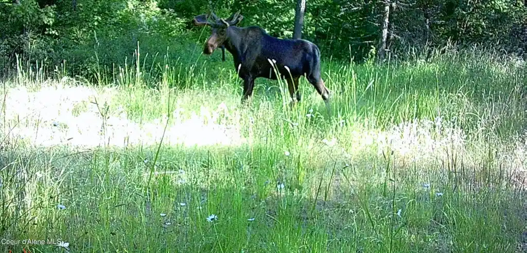 Image 1: Moose
