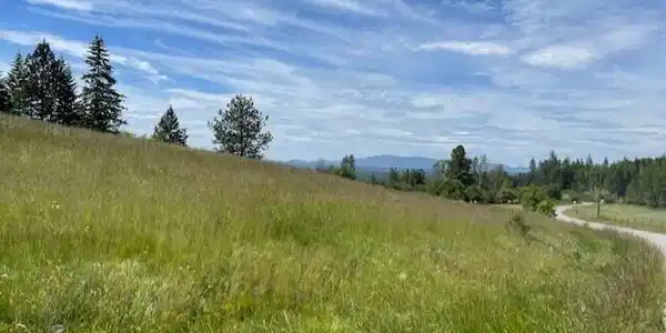 Image 3: Few trees