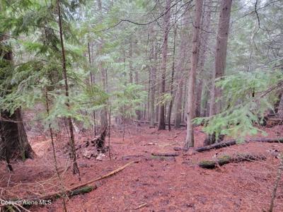 NKA Terry Trail