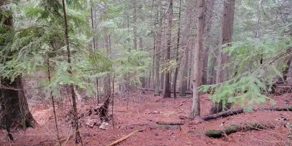 NKA Terry Trail