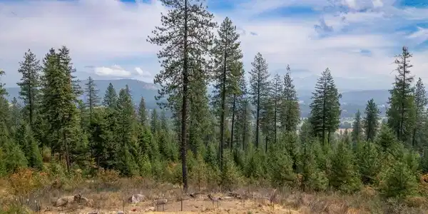 Image 3: 013-1802BarnhartRoad-Careywood-ID-83809-