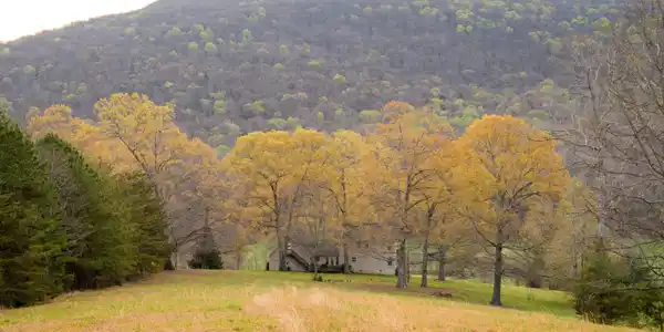 Image 2: HogJowlRd-2