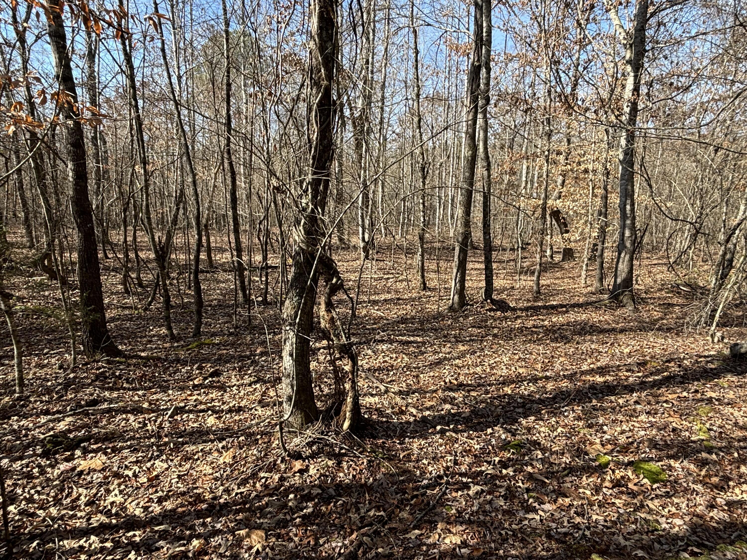 Image 4: Photo Jan 29 2025, 12 23 12 PM