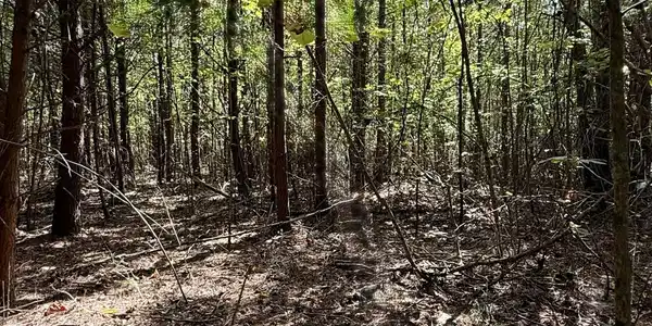 Oo Owl Hollow Road