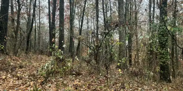 4 Timber Ridge