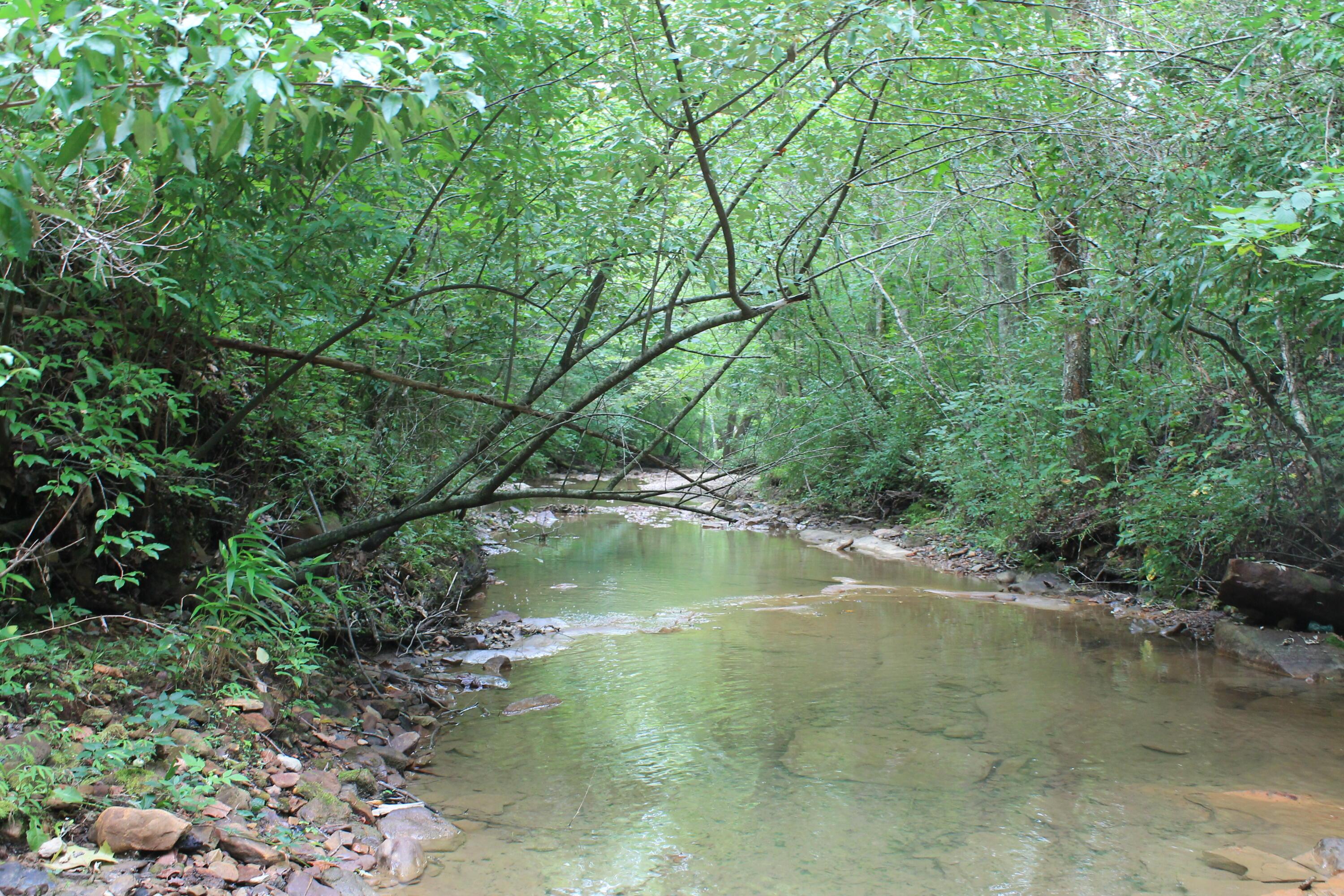 Image 3: Creek 3 (1)
