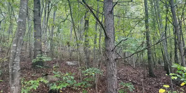Tract 12 Saw Mill Road