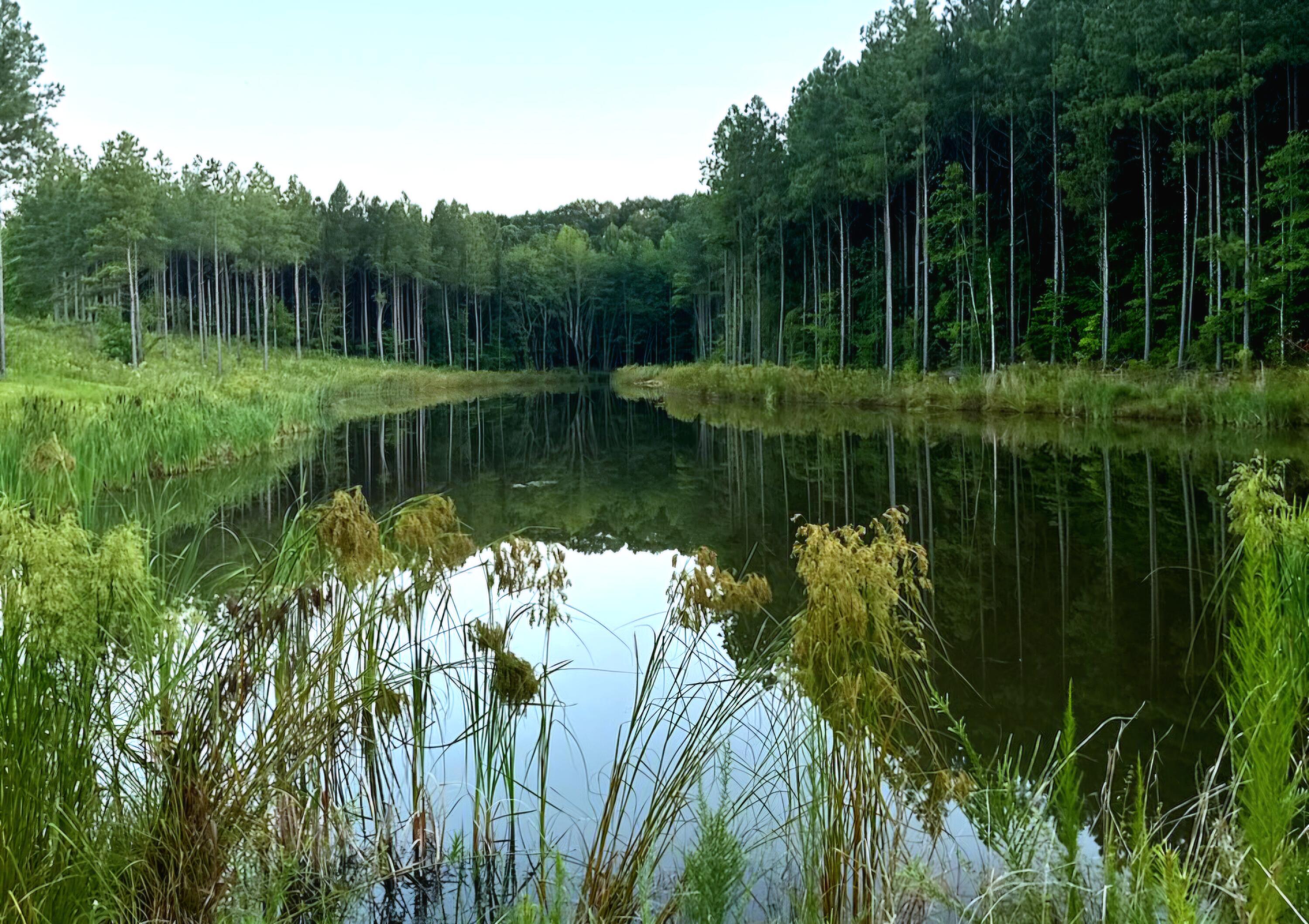 Image 4: Pond