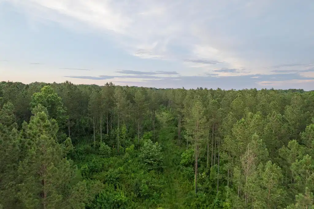 Image 1: DJI_0786