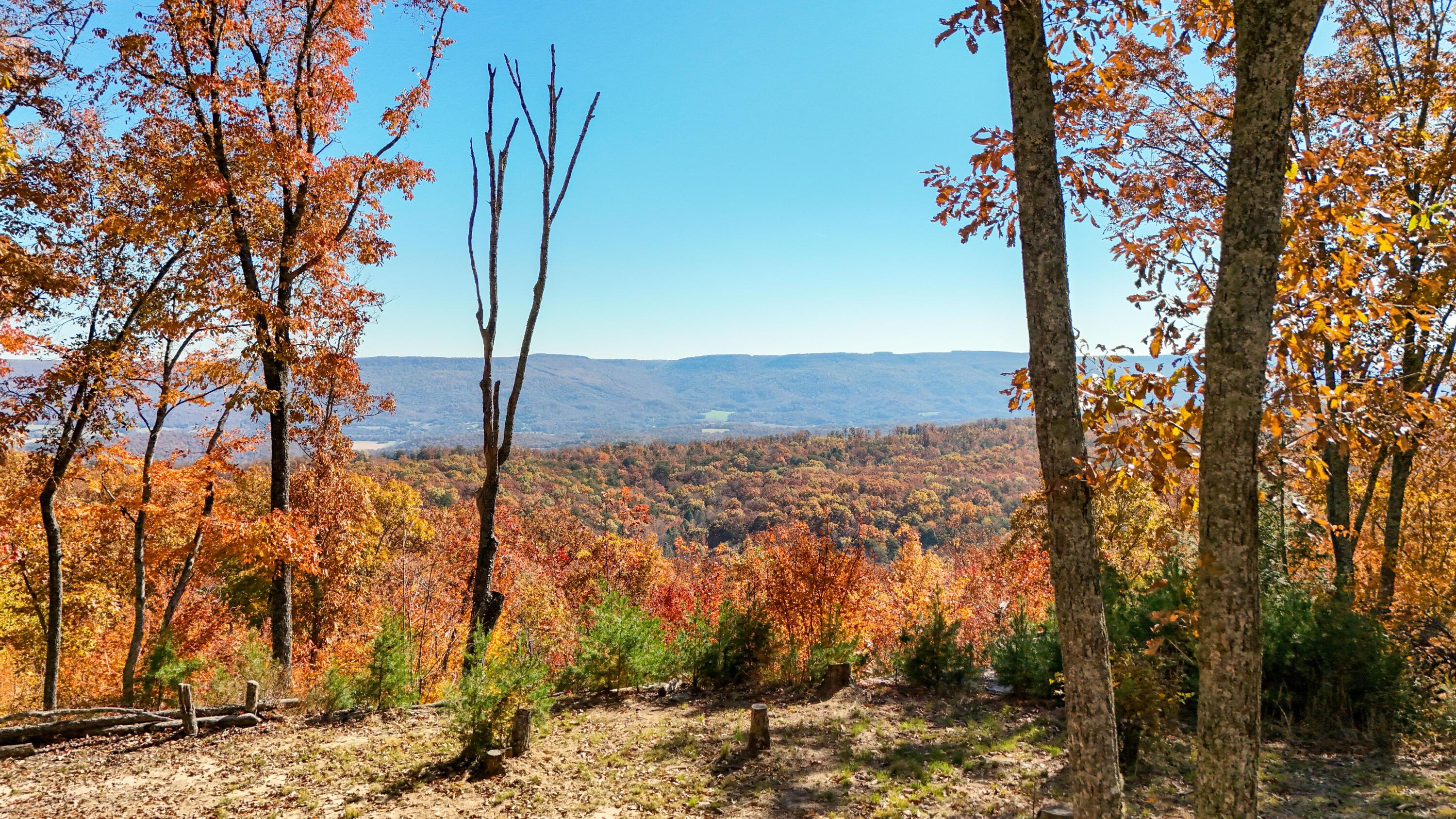 Image 3: MapleDrone-1