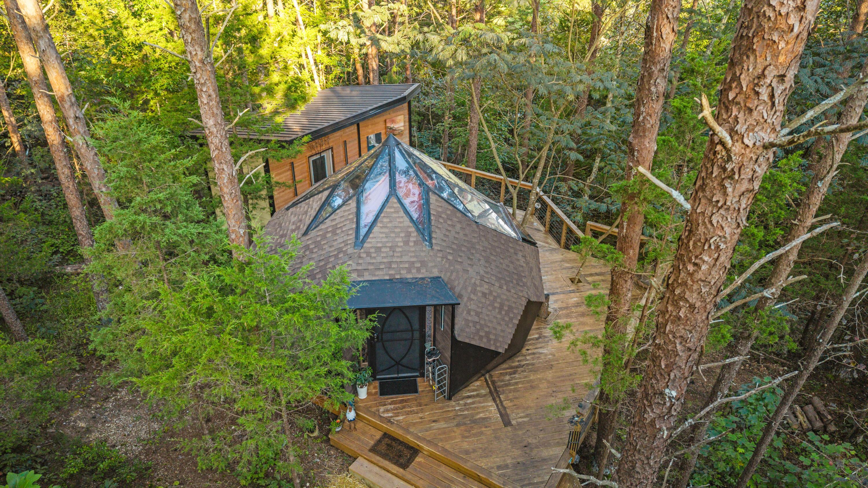 Image 4: High amongst the trees