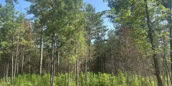520 Buck Crossing Drive