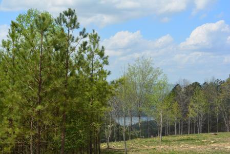 Lot 1099 Birds Eye Way
