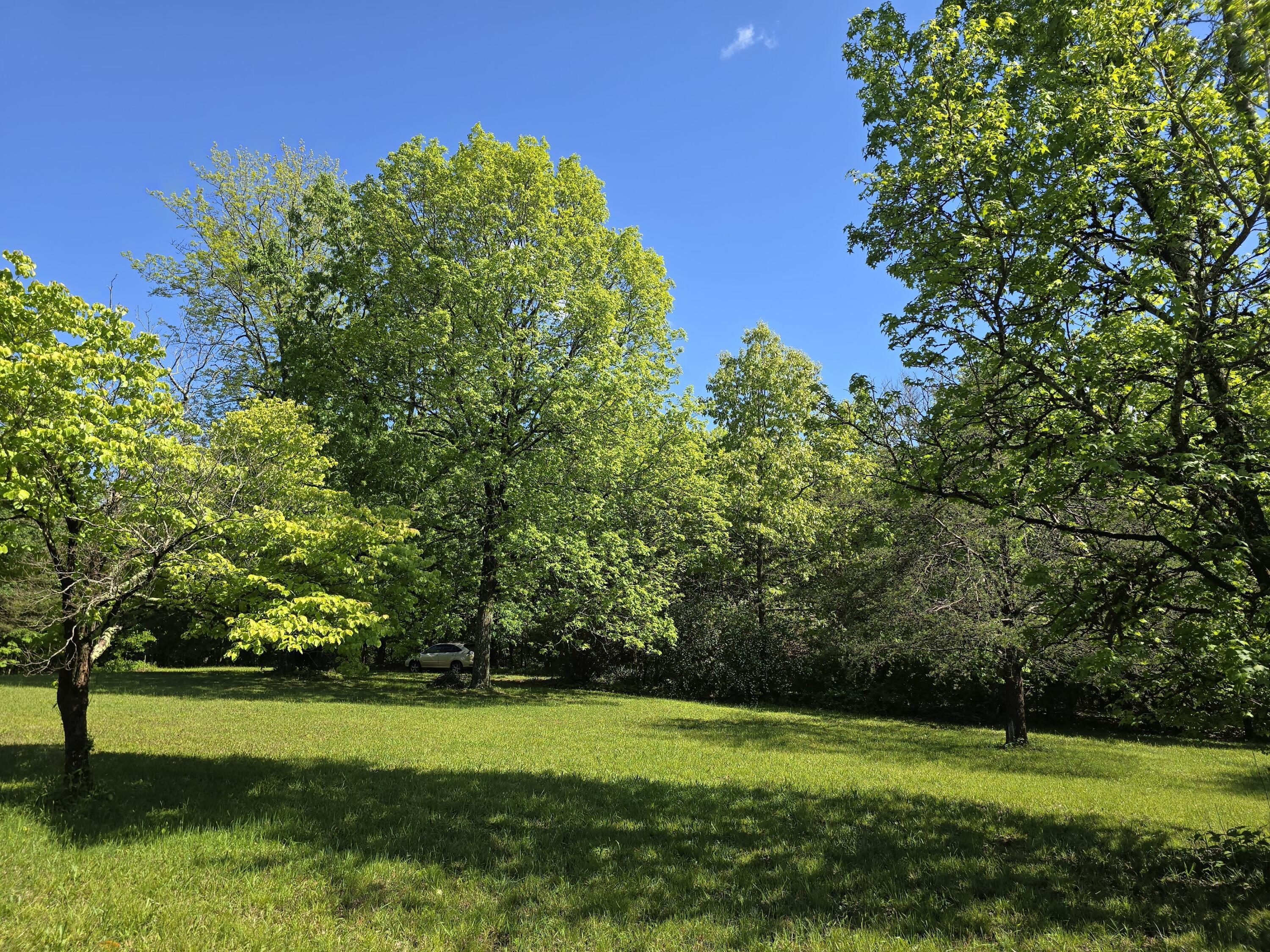 Image 3: 03 Old Growth Trees