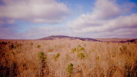 Lot 309 Tree House Trail