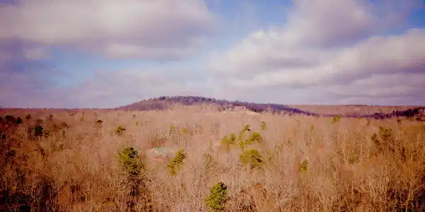 Lot 309 Tree House Trail