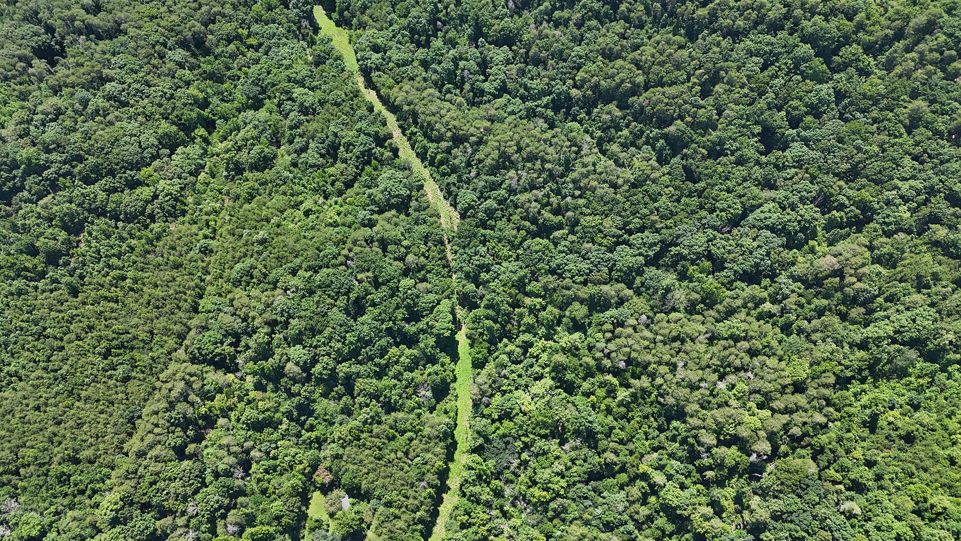Image 3: Utility Line Clearance