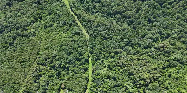 Image 3: Utility Line Clearance