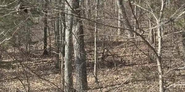 1 Forest Drive
