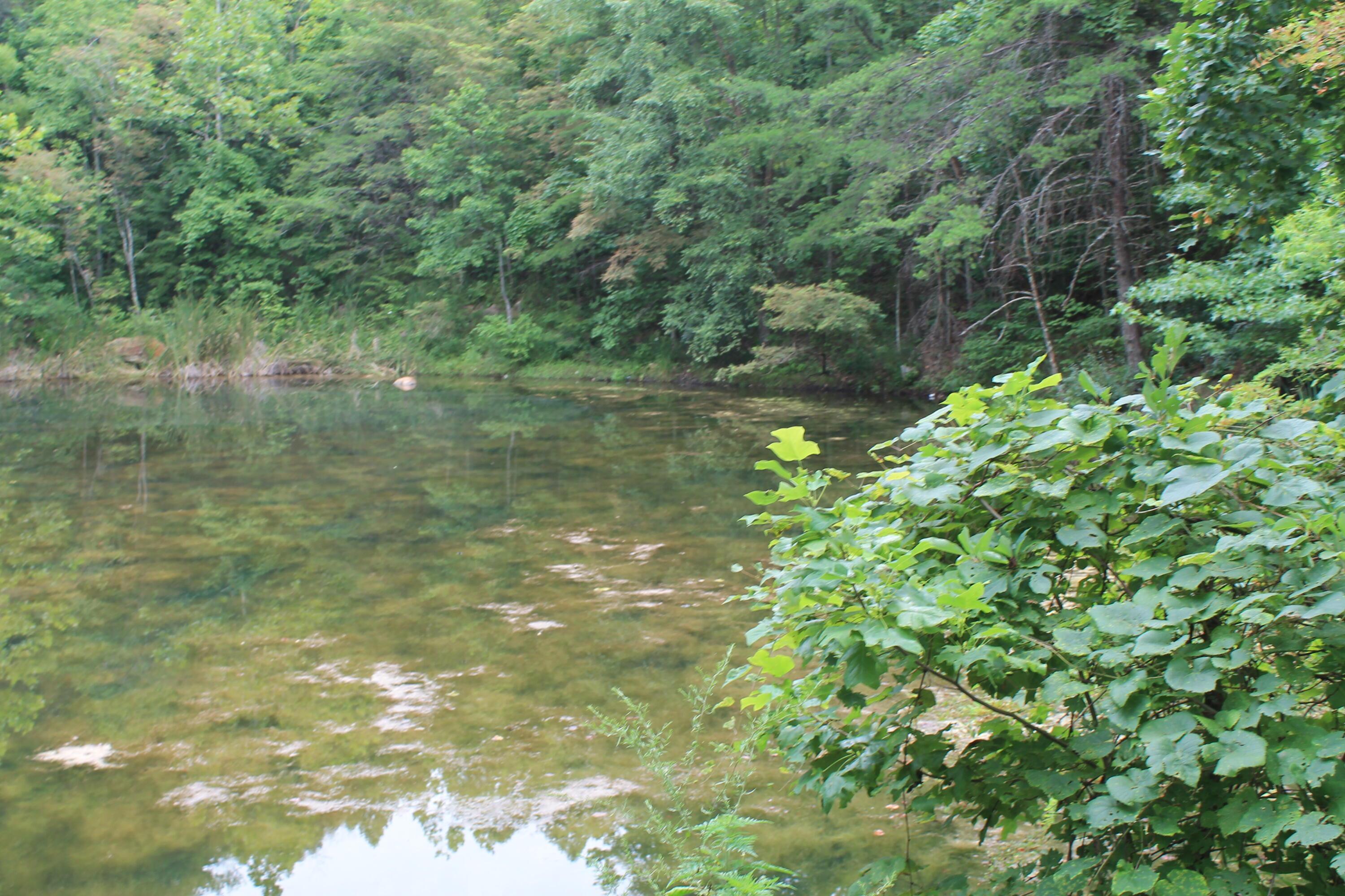 Image 2: Pond