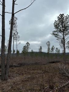 Tract 27 Thomas Springs Road