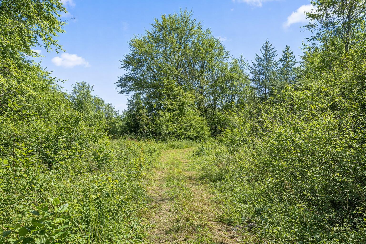 Image 3: green trail