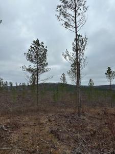 Tract 24 Thomas Springs Road