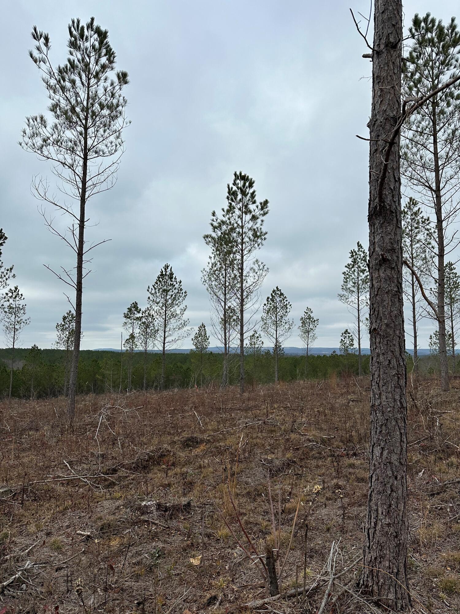 Image 2: Thomas Springs Lot 28 d