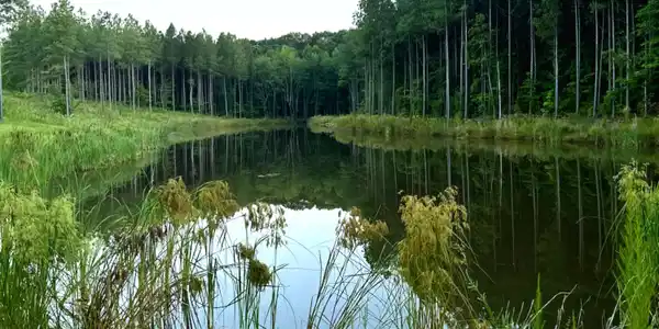 Image 4: Pond