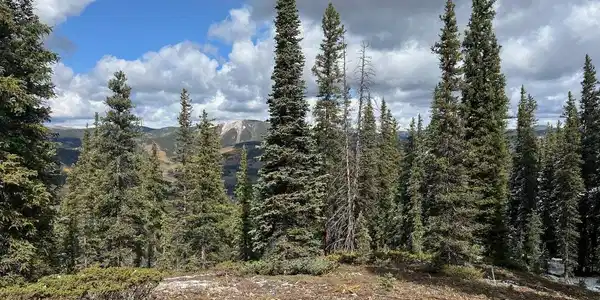 Forest Service Road 550 Road