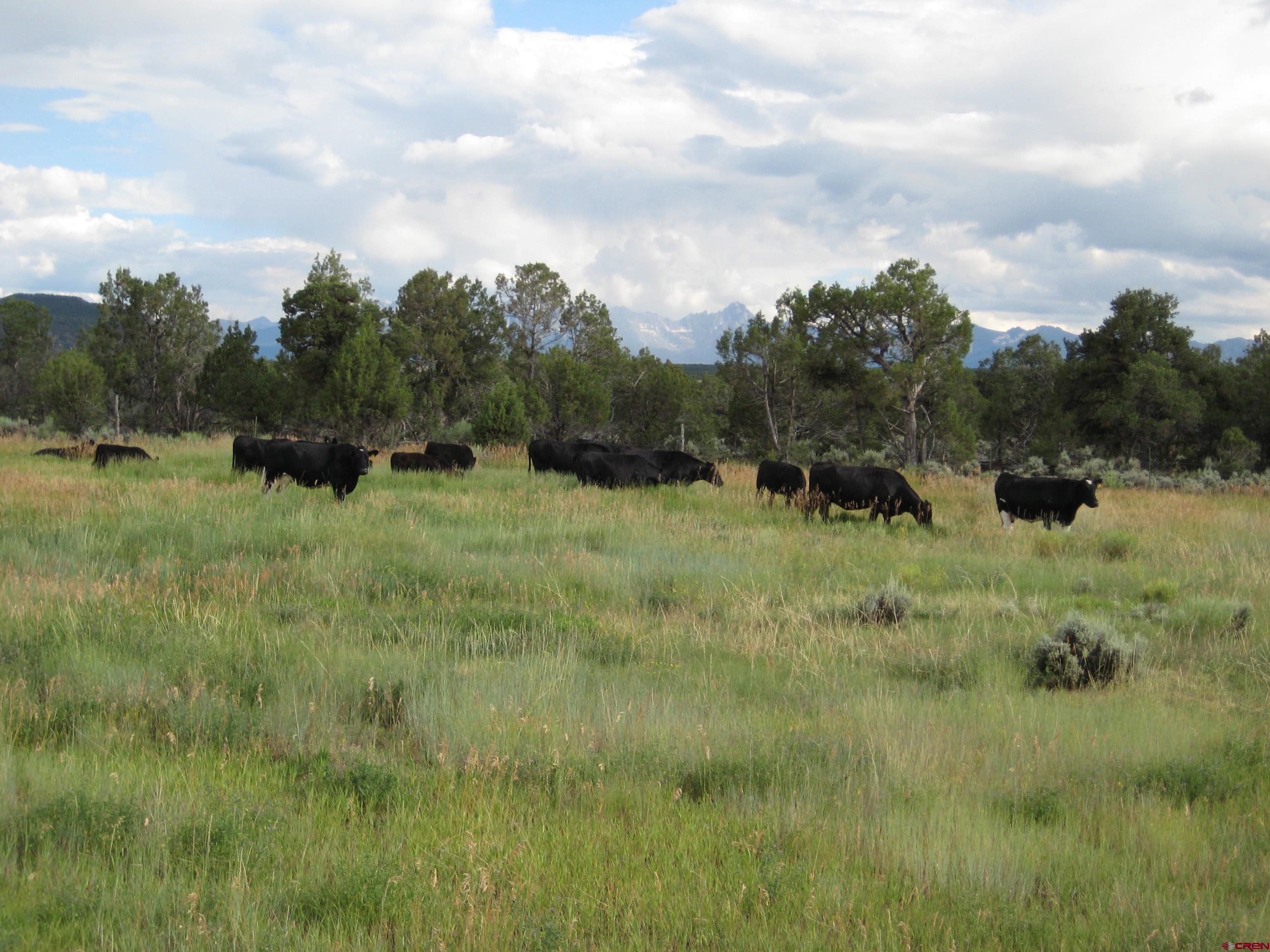 Image 4: Pasture