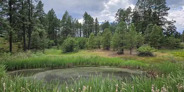 Image 3: Spring Fed Pond