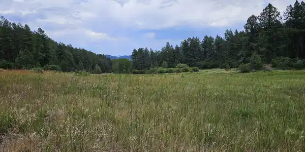 Image 4: Lush Pasture