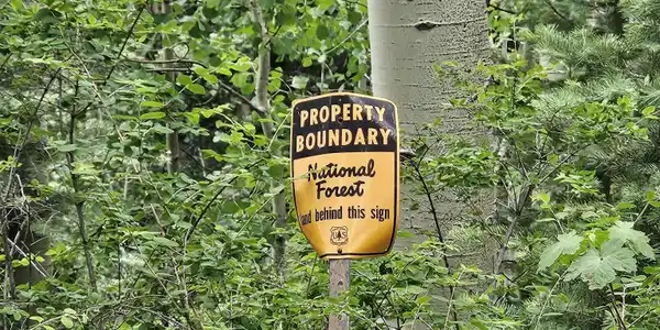 Image 2: Borders National Forest