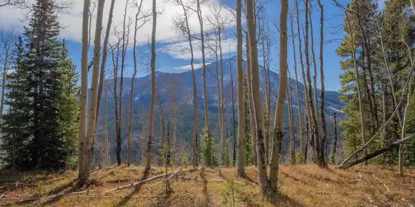 980 Saddle Ridge Road