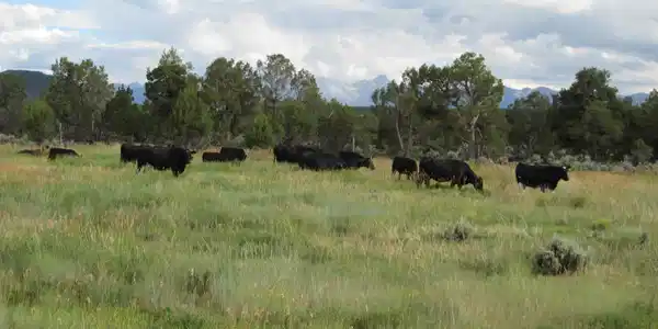 Image 4: Pasture