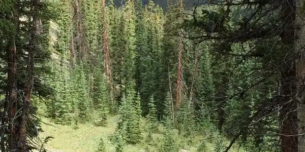 TBD Forest Service Road 766.1J