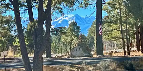 TBD Bear Cub Drive