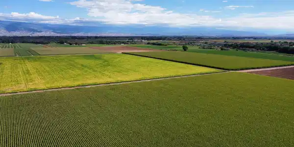 TBD Banner Road