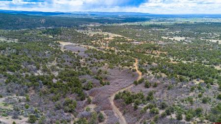 TBD Wild Turkey Canyon