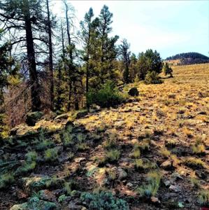 294 Schofield Trail