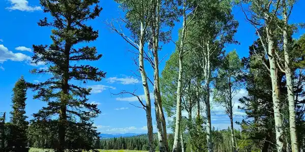 284 Aspen Trail
