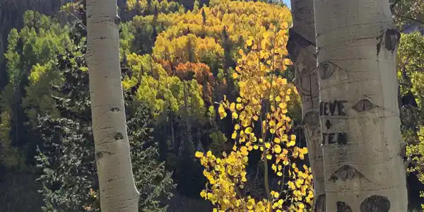 Image 3: Fall
