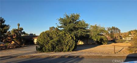 7801 Condalia