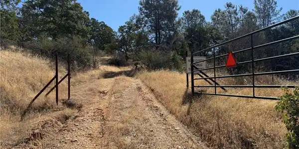 20 Bull Pine