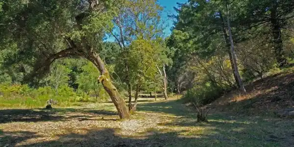 0 Coffeeberry
