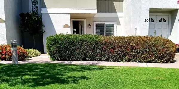 18 Goldenbush