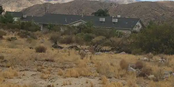 0 Mesquite